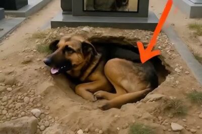 Everyone thought this dog was mourning his lost master… But what the vet discovered chilled the whole village’s blood…/th