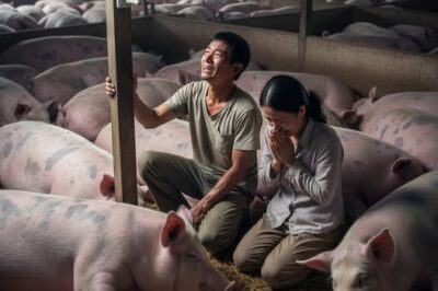 Sa pulong ng barangay, lahat ay natigilan nang biglang pinagalitan ni Mang Tự — ang may-ari ng pinakamalaking babuyan sa buong lugar — si Mang Aling, ang matandang albularyo:/th