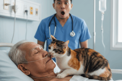 Isang pusa na naligaw ng landas, nahulog sa kuwarto ng bilyonaryong comatose… AT ANG SUMUNOD NA NANGYARI AY ISANG HIMALA NA KAHIT NA ANG MGA DOKTOR AY HINDI MAAARING IPALIWANAG …