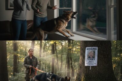 German Shepherd Na Araw-Araw Kumakatok sa Bintana Pagkatapos Mawala ang Bata—Ang Natuklasan ng Magulang ay Nakakapanlamig/hi